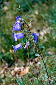 Nelle terre di Matilde - Sentiero da Valestra a Carpineti: Campanula Toscana (campanula medium)
